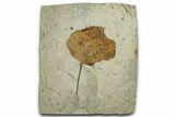 Paleocene Fossil Leaf (Zizyphoides) With Insect Predation #351965-1